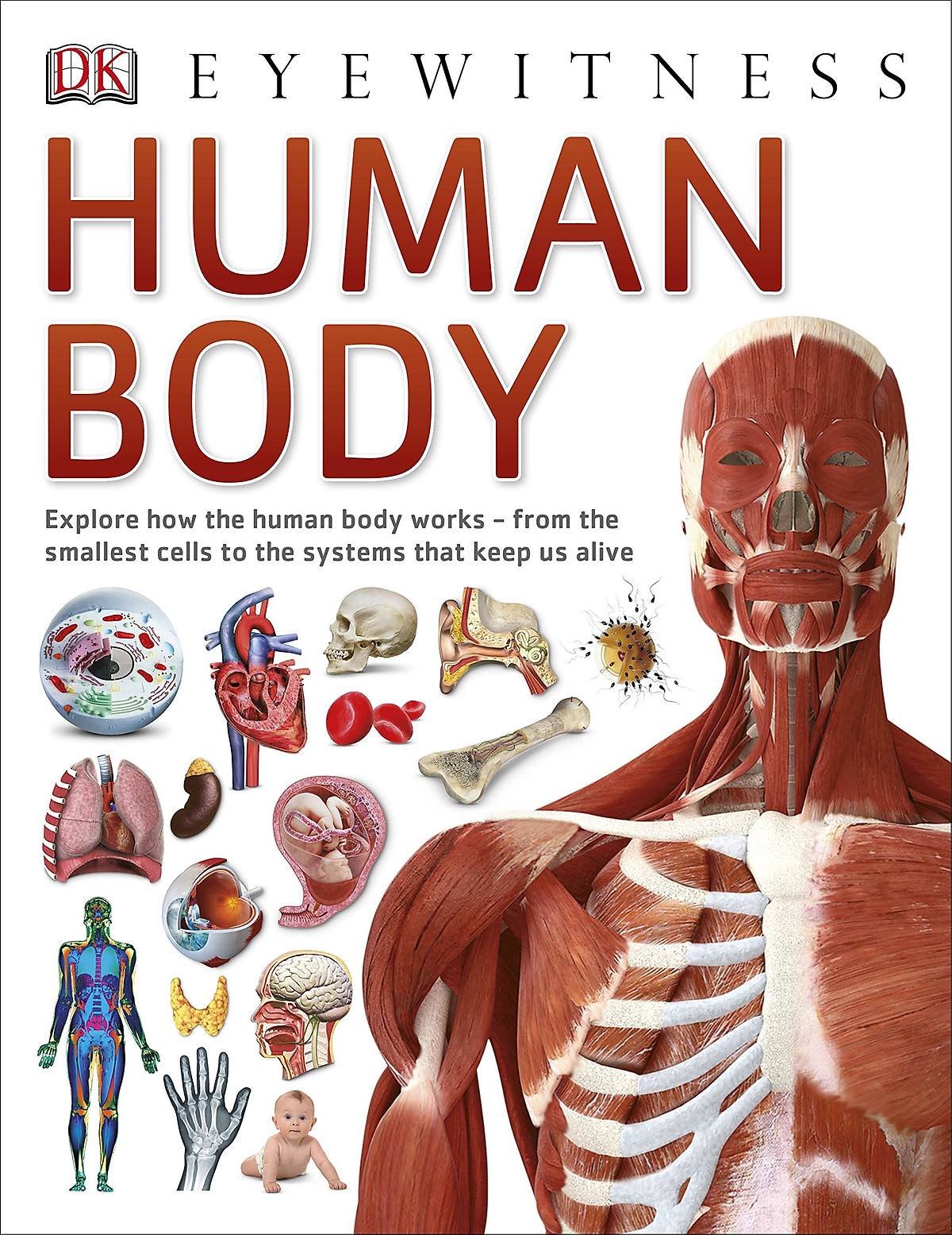 Human Body